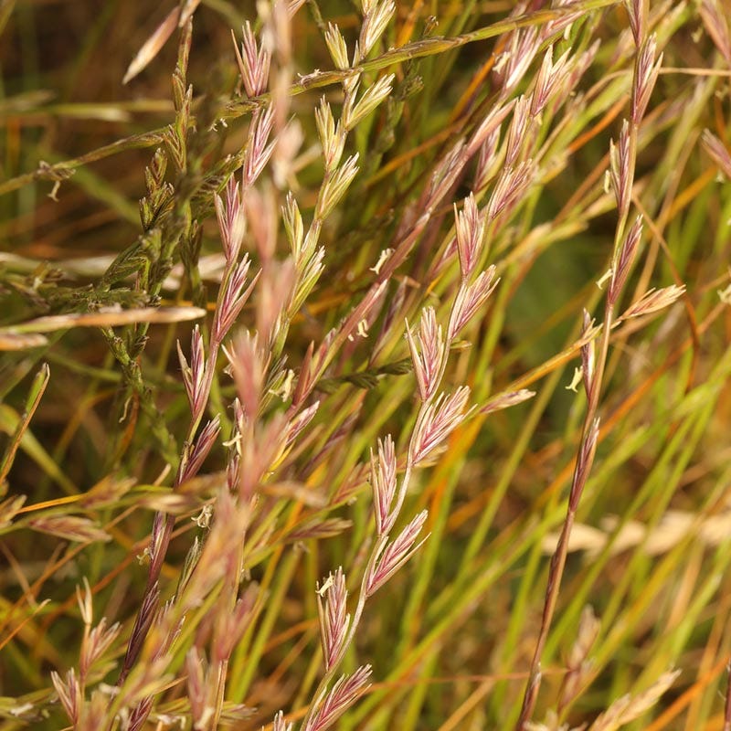 Annual Rye Grass Seeds - Image 3