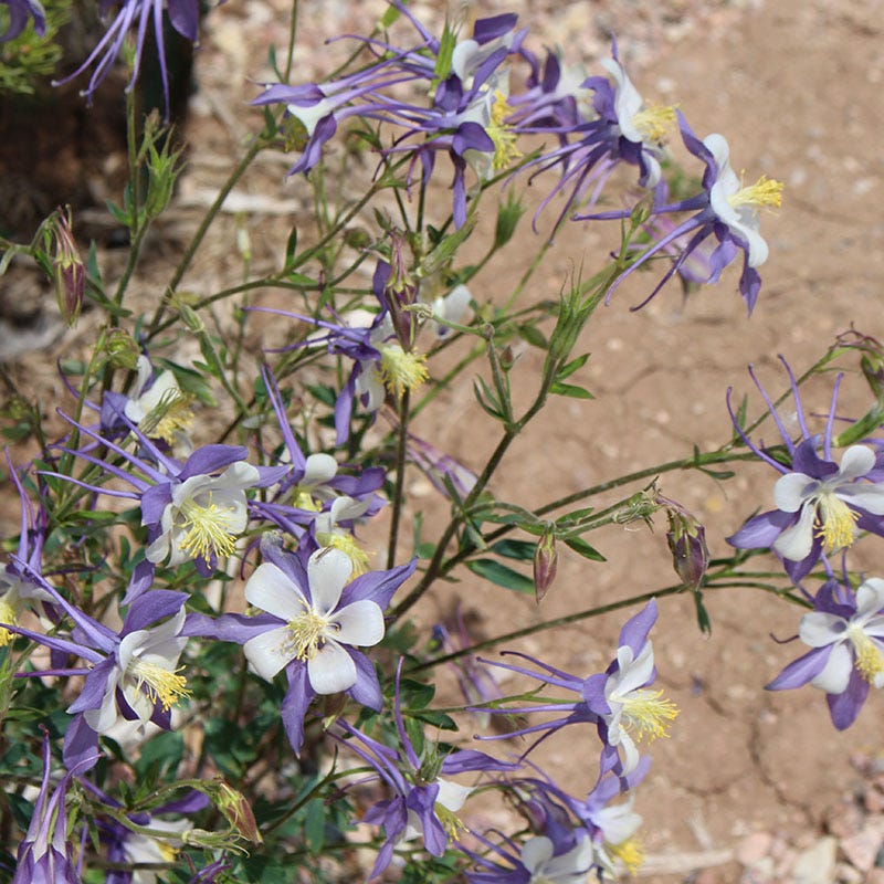 Blue Columbine Seeds (Aquilegia) - Image 2