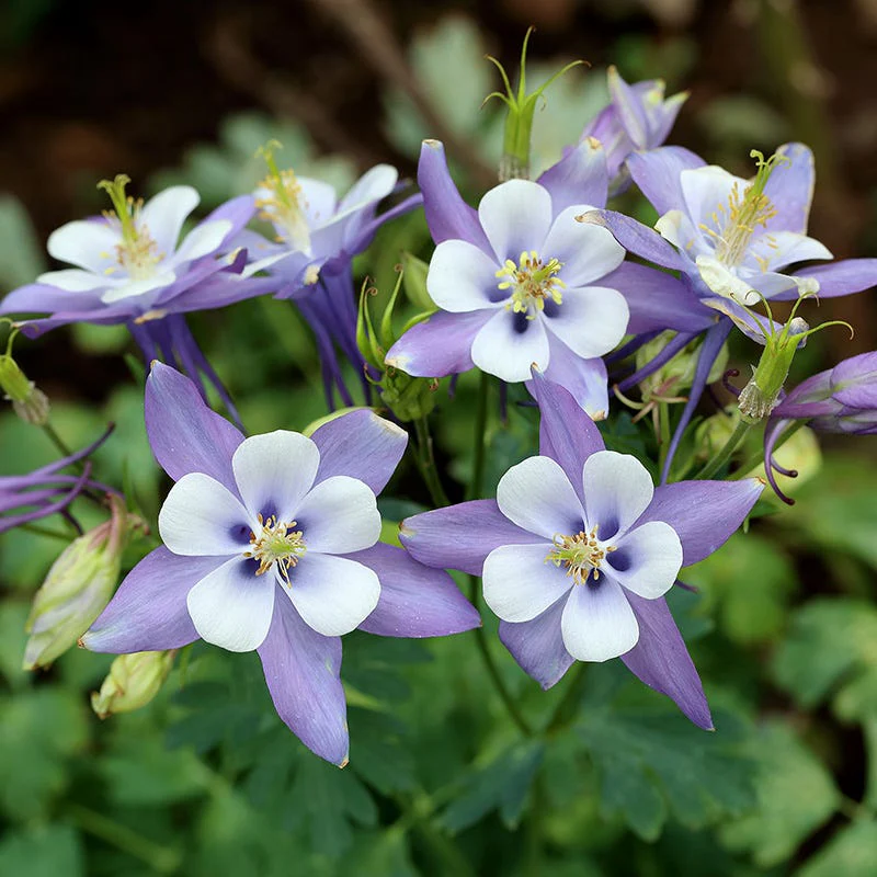 Blue Columbine Seeds (Aquilegia) - Image 3