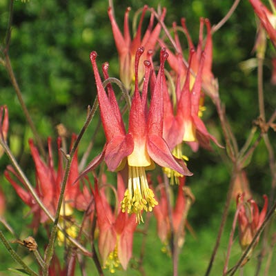 Eastern Red Columbine Seeds (Aquilegia) - Image 3