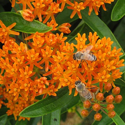 Butterfly Weed Seeds - Image 5