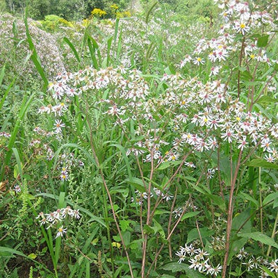 Big Leaf Aster Seeds - Image 2