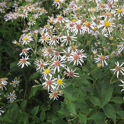 Big Leaf Aster Seeds - Image 3