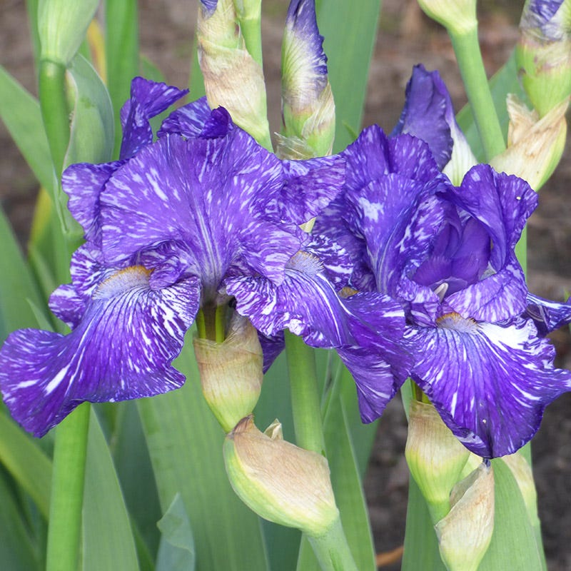 Batik Bearded Iris - Image 2