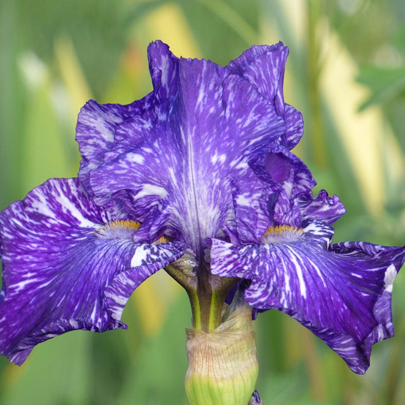 Batik Bearded Iris - Image 3