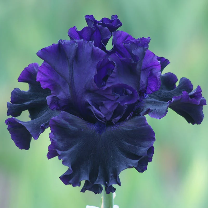 Black Lipstick Bearded Iris - Image 2