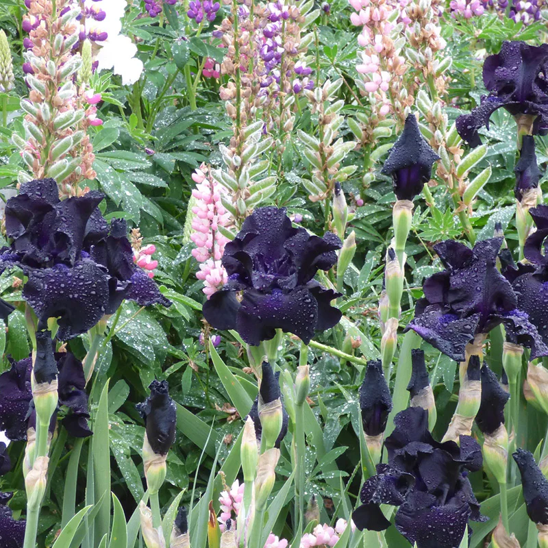 Black Suited Bearded Iris - Image 2