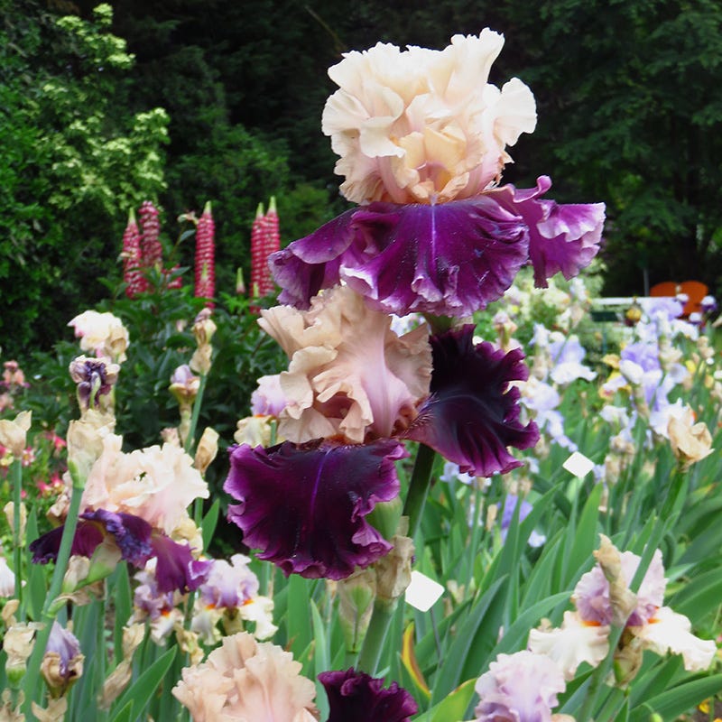 But Darling Bearded Iris - Image 2