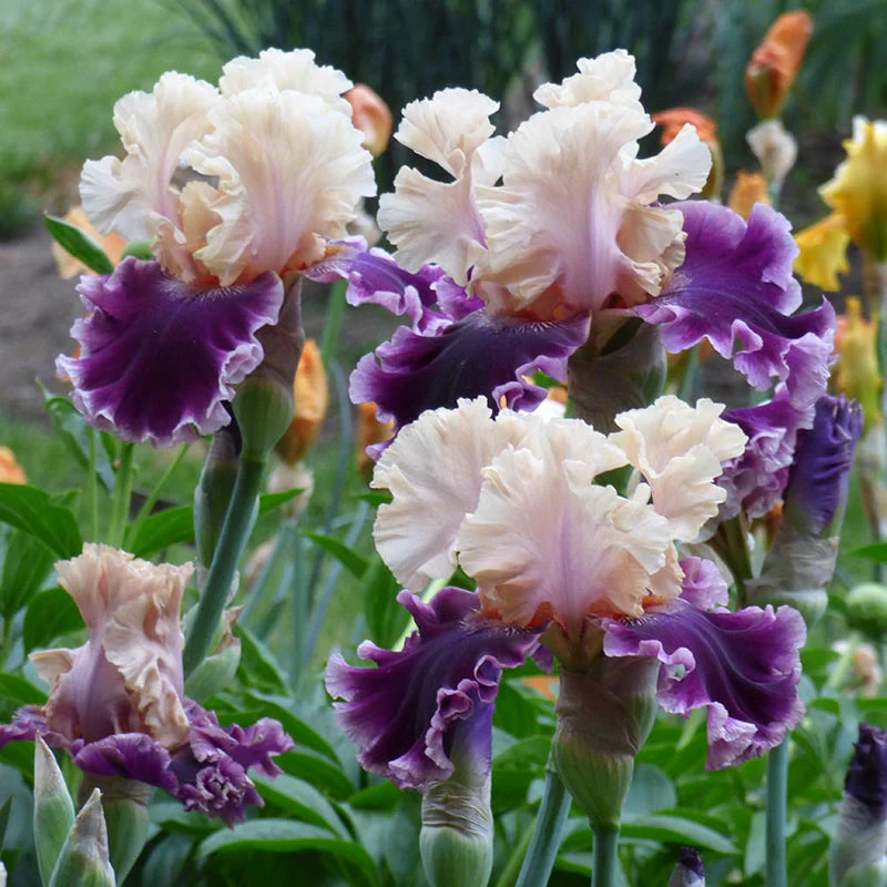 But Darling Bearded Iris - Image 3
