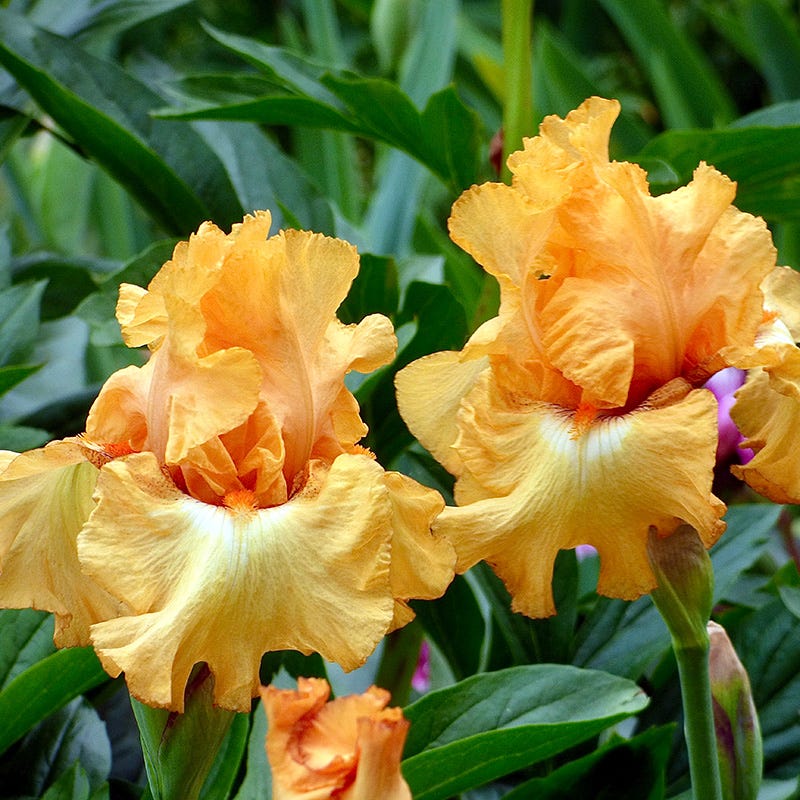 Butterlicious Bearded Iris - Image 2