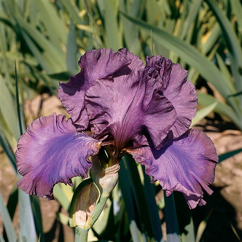 Cantina Reblooming Bearded Iris - Image 2