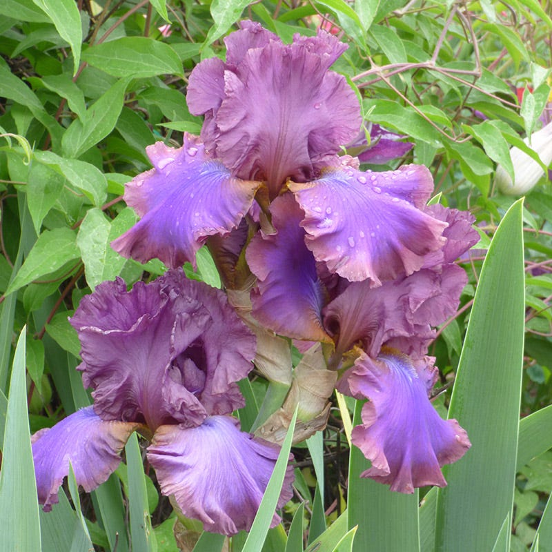 Cantina Reblooming Bearded Iris - Image 3