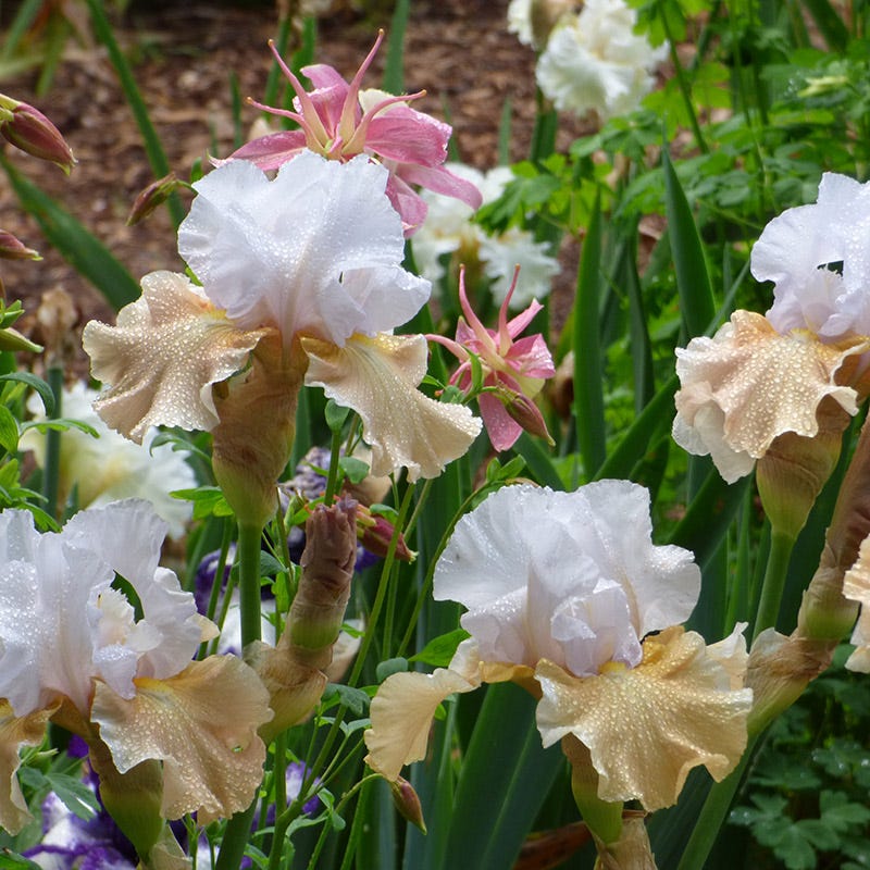 Champagne Elegance Reblooming Bearded Iris - Image 2