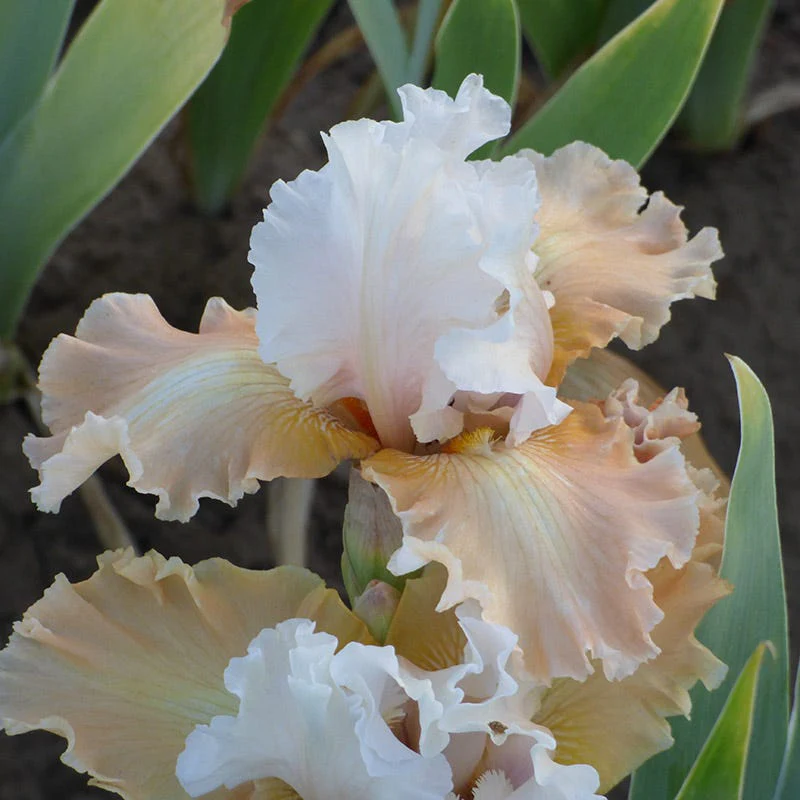 Champagne Elegance Reblooming Bearded Iris - Image 3