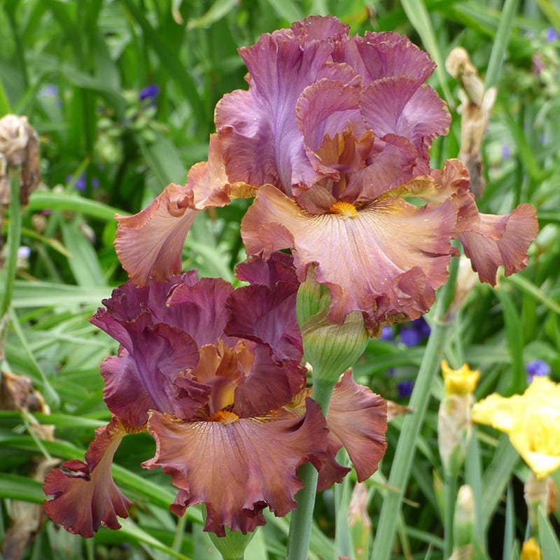 Cinque Terre Bearded Iris - Image 2