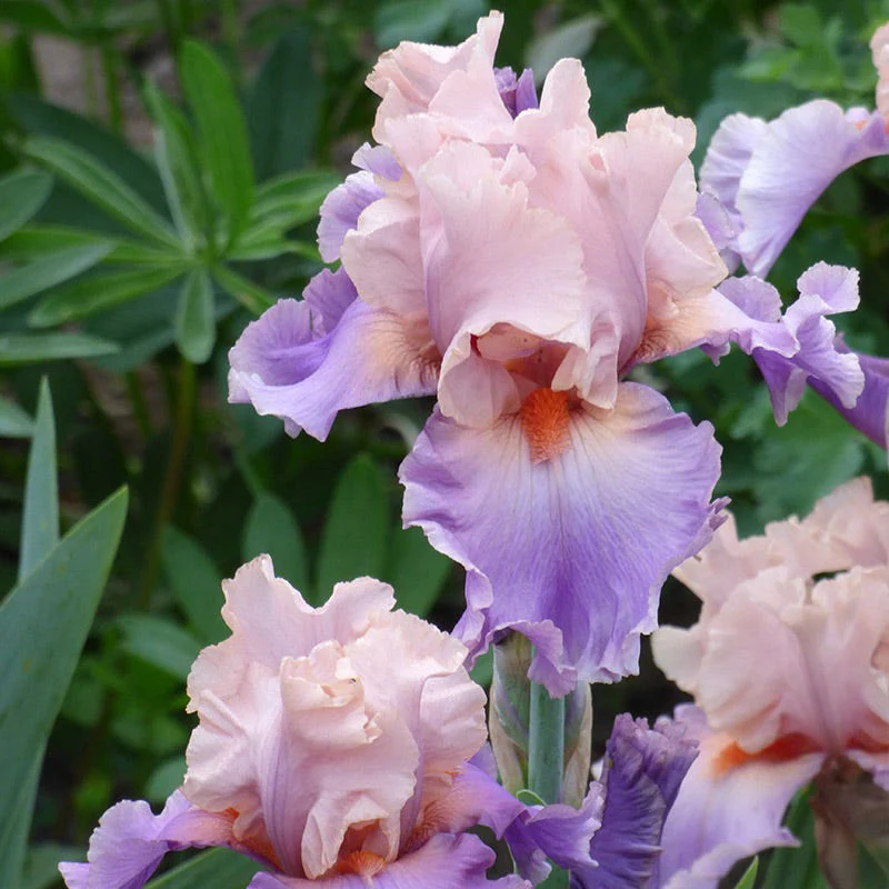 Discovered Treasure Bearded Iris - Image 2