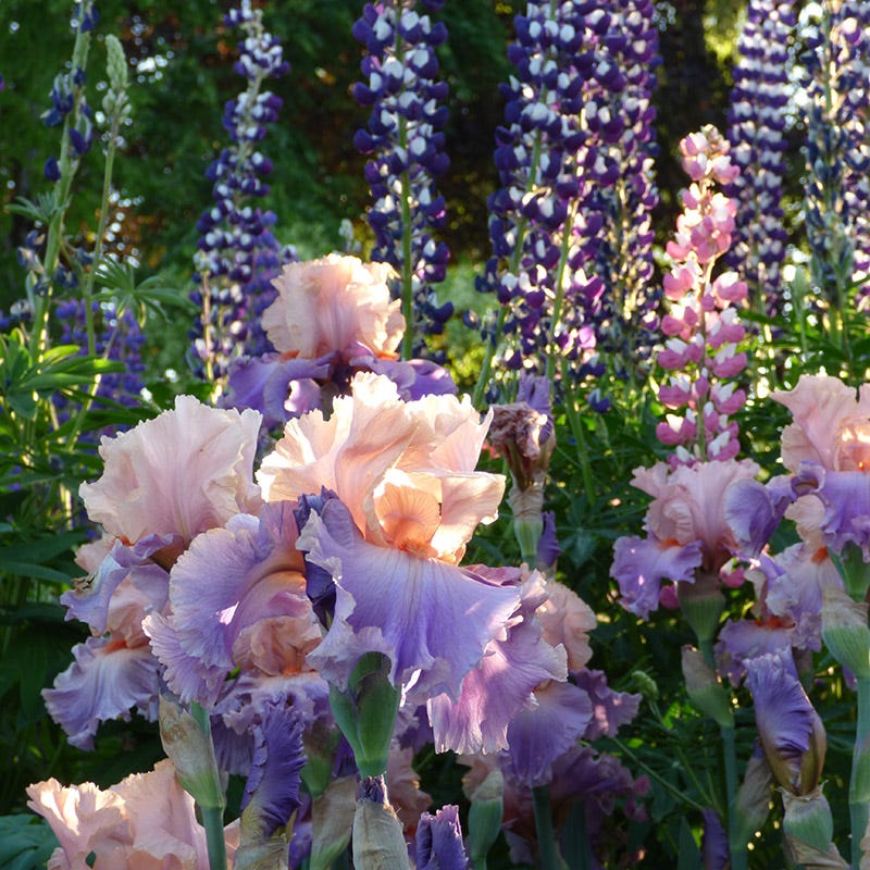 Discovered Treasure Bearded Iris - Image 3
