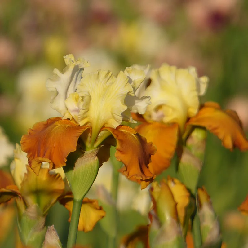 Fall Fiesta Bearded Iris - Image 2