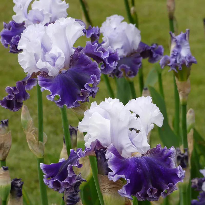 Feel the Thunder Bearded Iris - Image 2