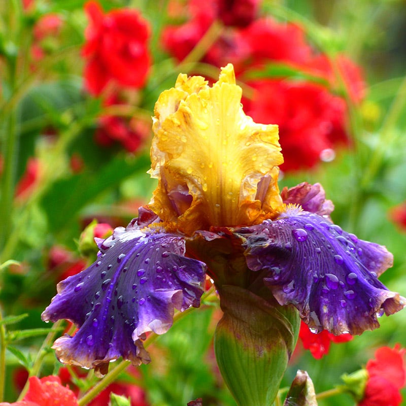 Final Episode Reblooming Bearded Iris - Image 2