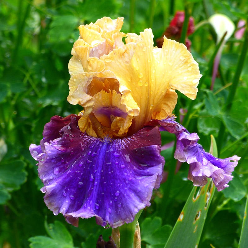 Final Episode Reblooming Bearded Iris - Image 3