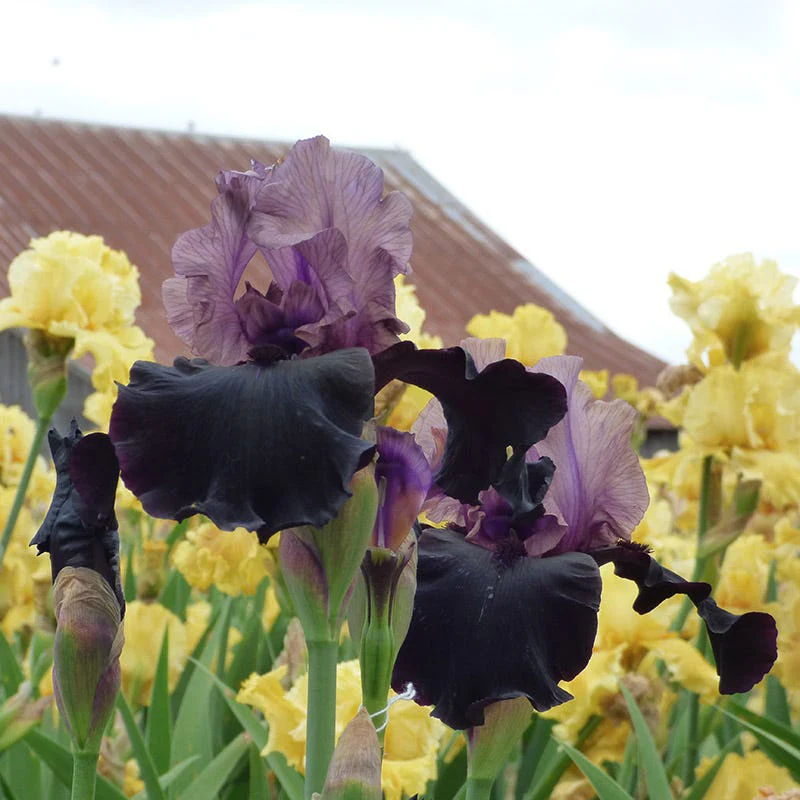Gotham Reblooming Bearded Iris - Image 2
