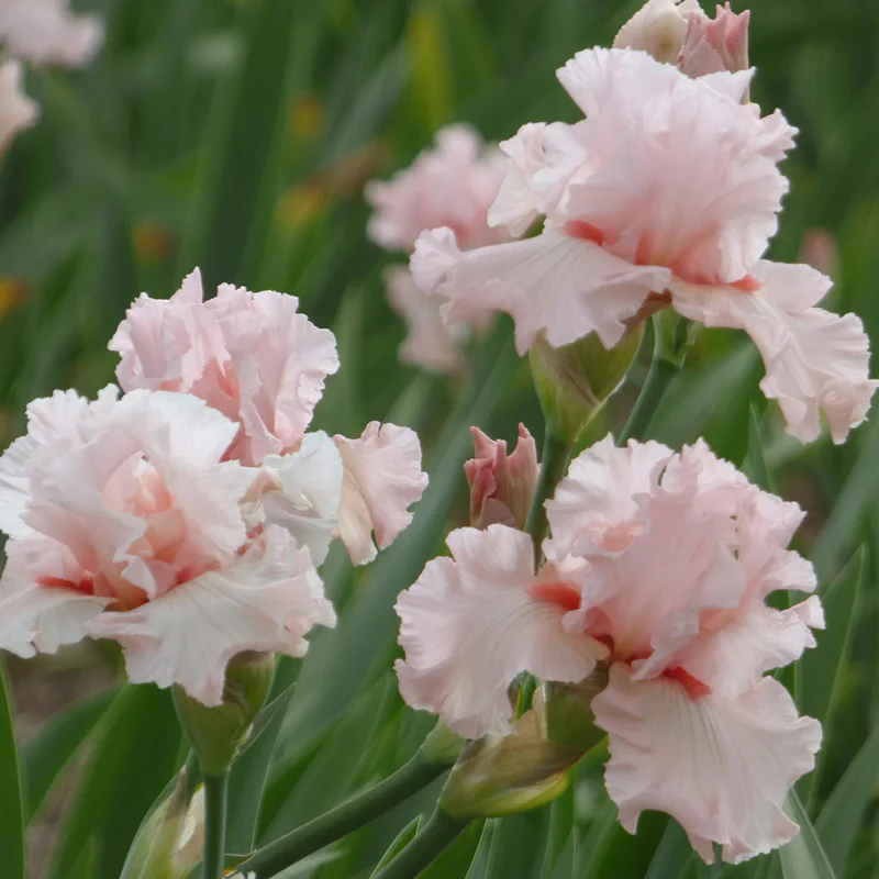 Irish Beauty Bearded Iris - Image 3