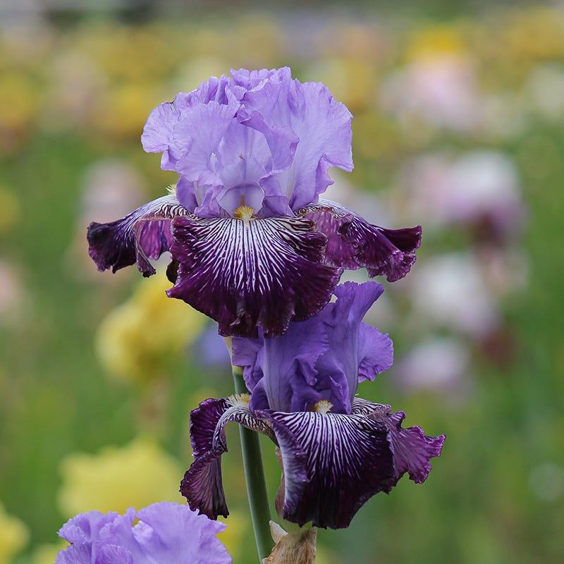 Jawbone Flats Bearded Iris - Image 2