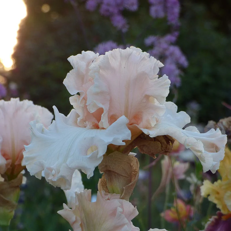 Magical Bearded Iris - Image 2