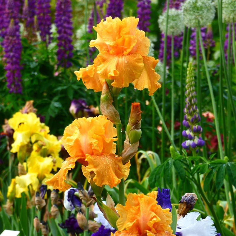 Mango Entrée Bearded Iris