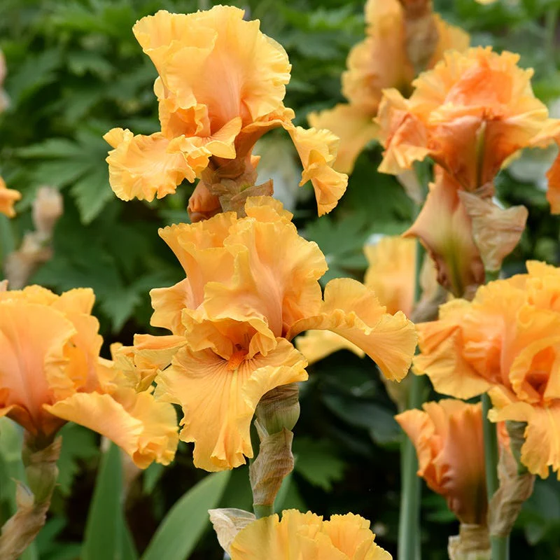 Mango Entrée Bearded Iris - Image 3