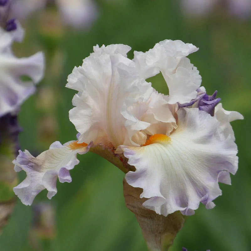 Polite Applause Bearded Iris - Image 2