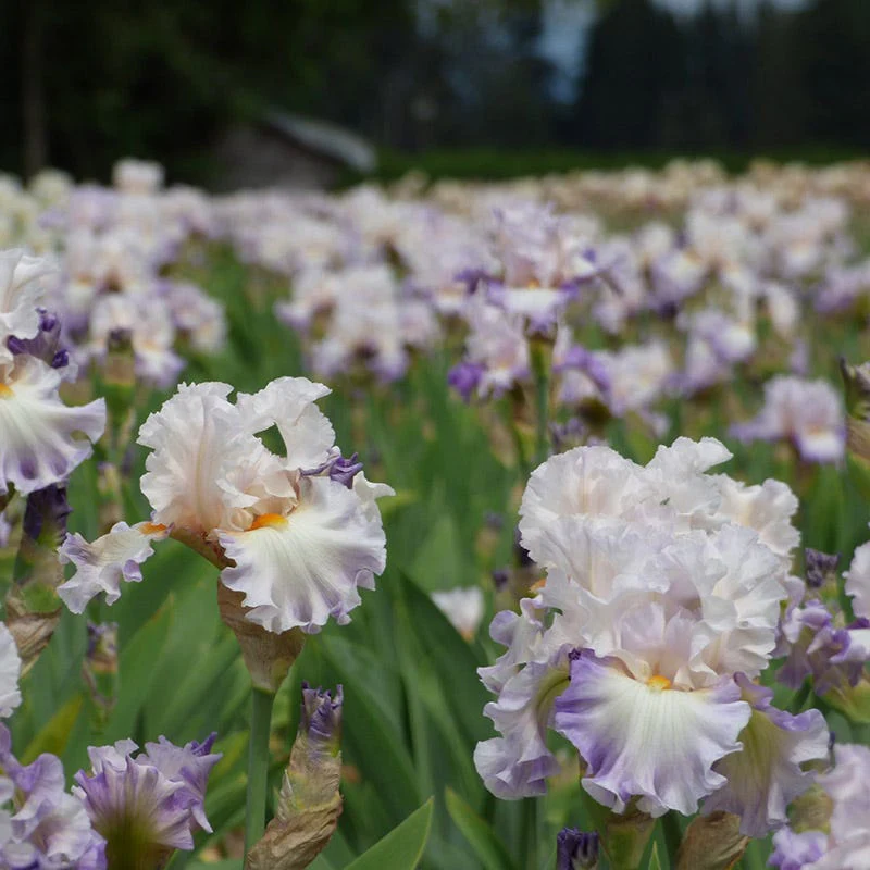 Polite Applause Bearded Iris - Image 3