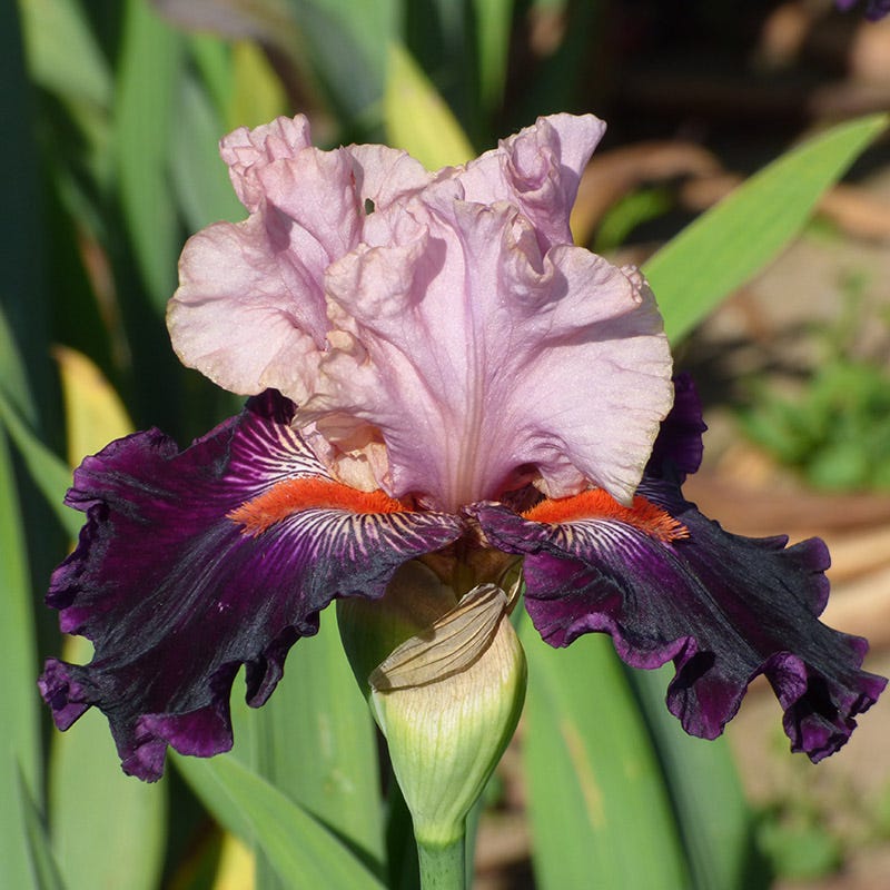 Serving Wench Bearded Iris - Image 2