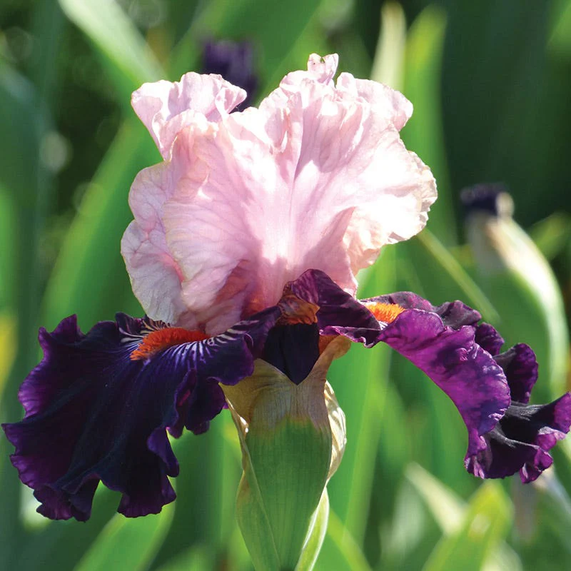 Serving Wench Bearded Iris - Image 3