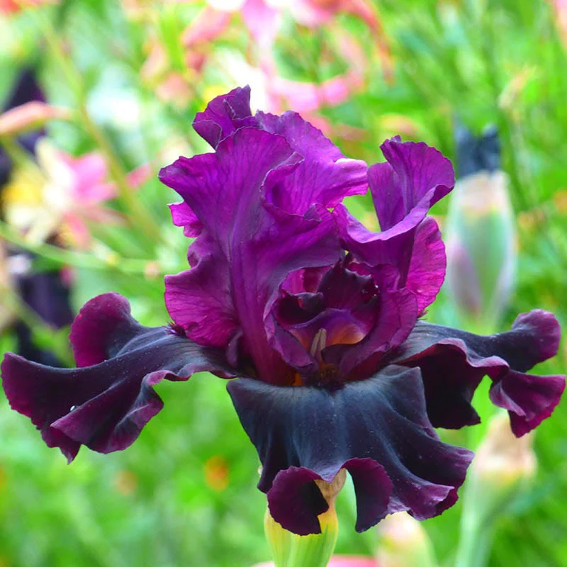 Silken Trim Bearded Iris - Image 2