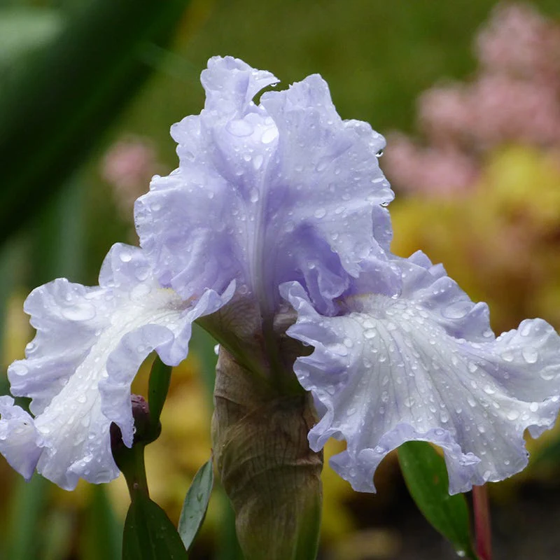 Silverado Bearded Iris - Image 3
