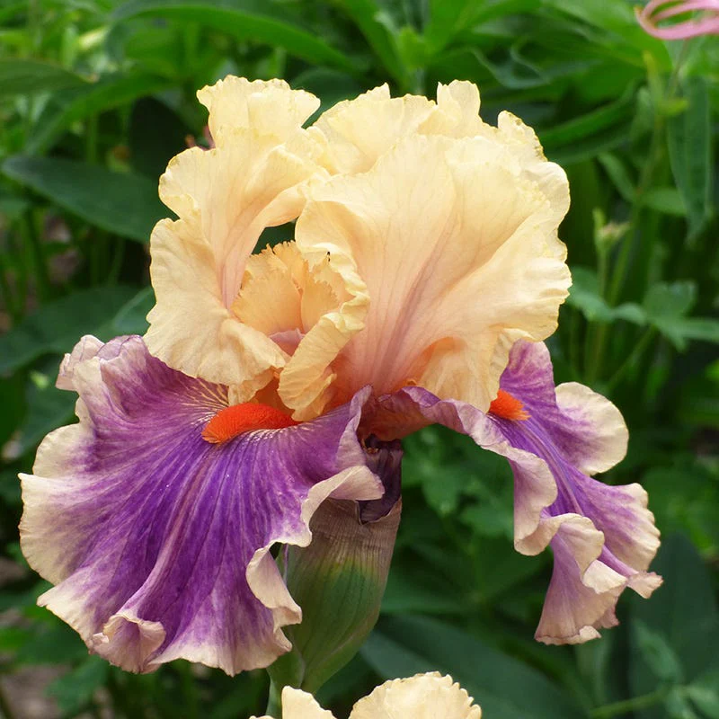 Smith Rock Bearded Iris - Image 2