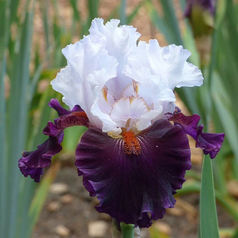 Starring Bearded Iris - Image 2