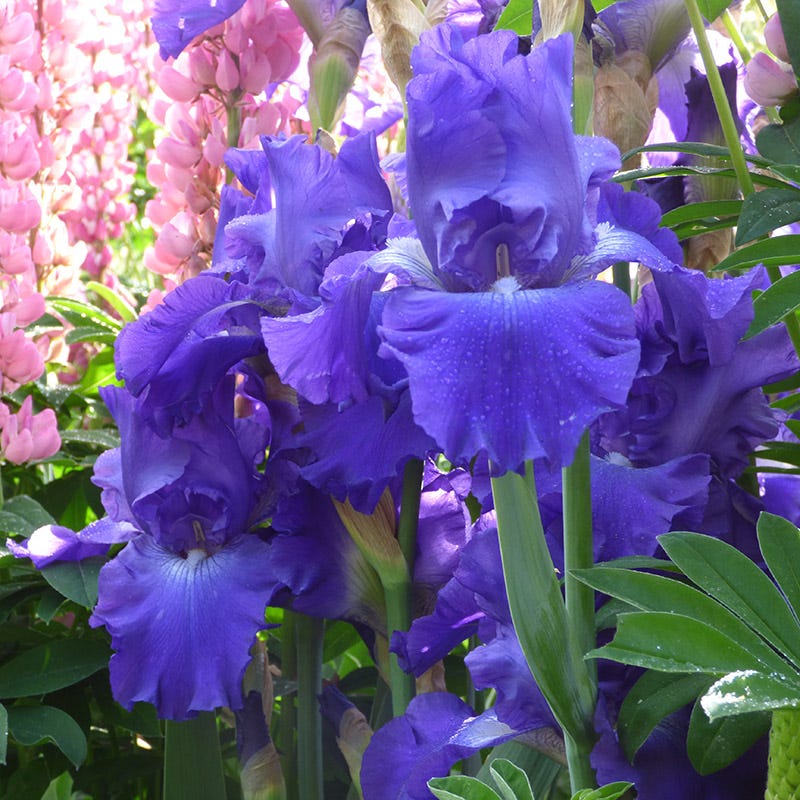Stellar Lights Reblooming Bearded Iris - Image 2