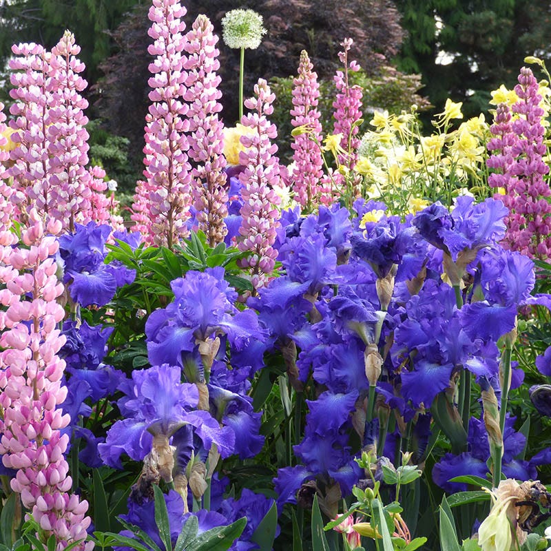 Stellar Lights Reblooming Bearded Iris - Image 3