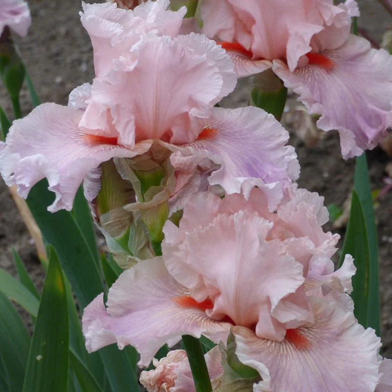 Sweet Kisses Bearded Iris - Image 2