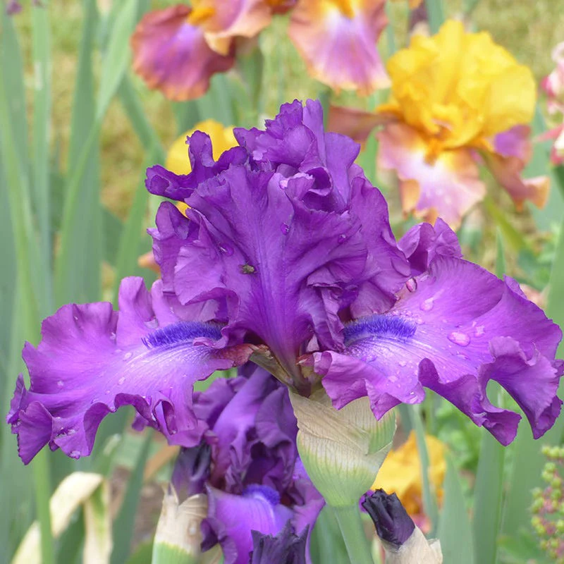 Swingtown Bearded Iris - Image 2