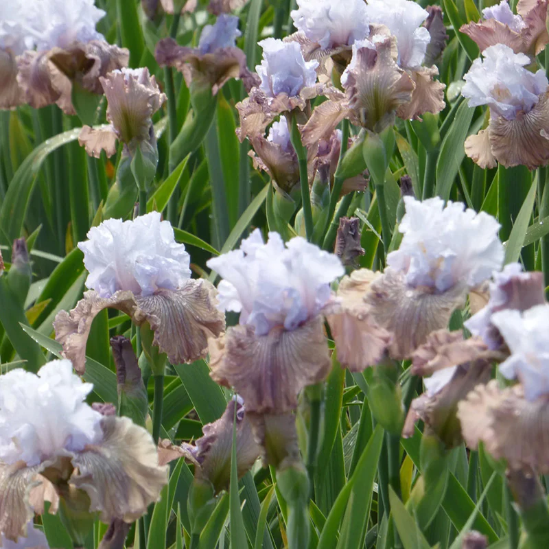 Tango Amigo Bearded Iris - Image 2