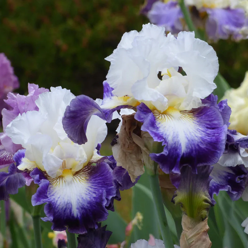 The Long Game Bearded Iris - Image 2