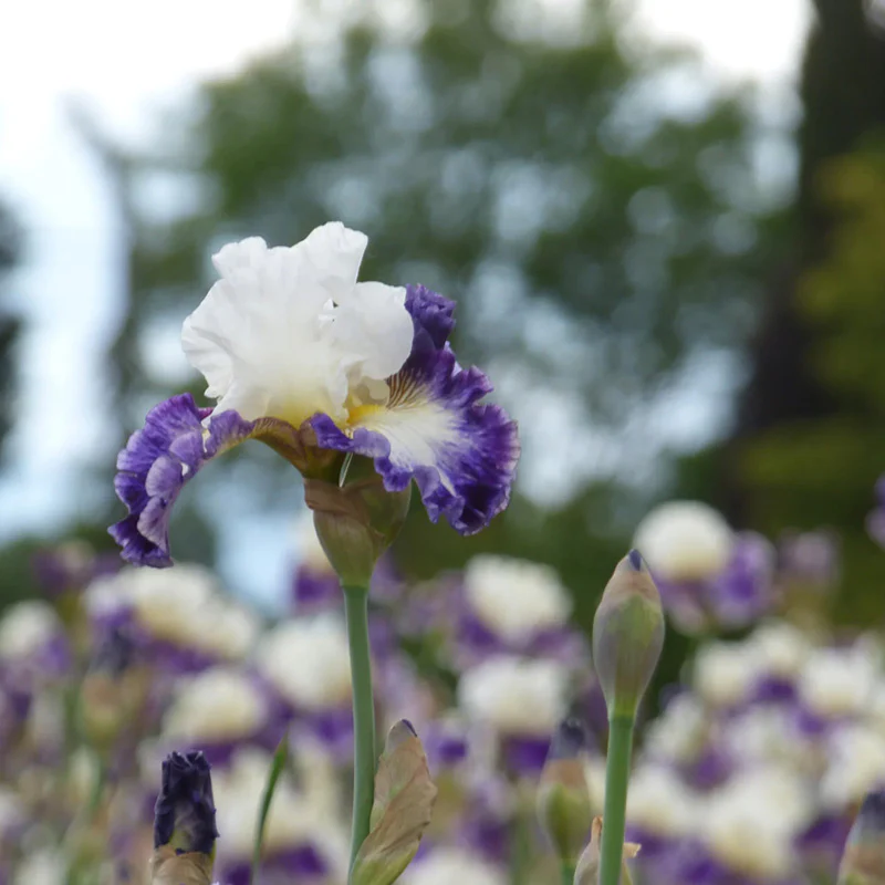 The Long Game Bearded Iris - Image 3