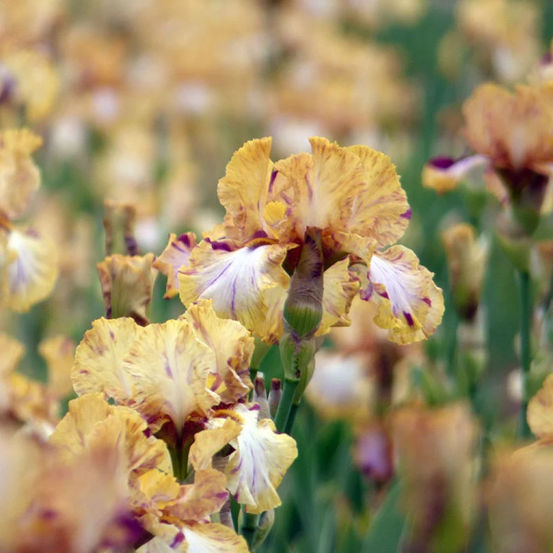 Toucan Tango Bearded Iris - Image 2
