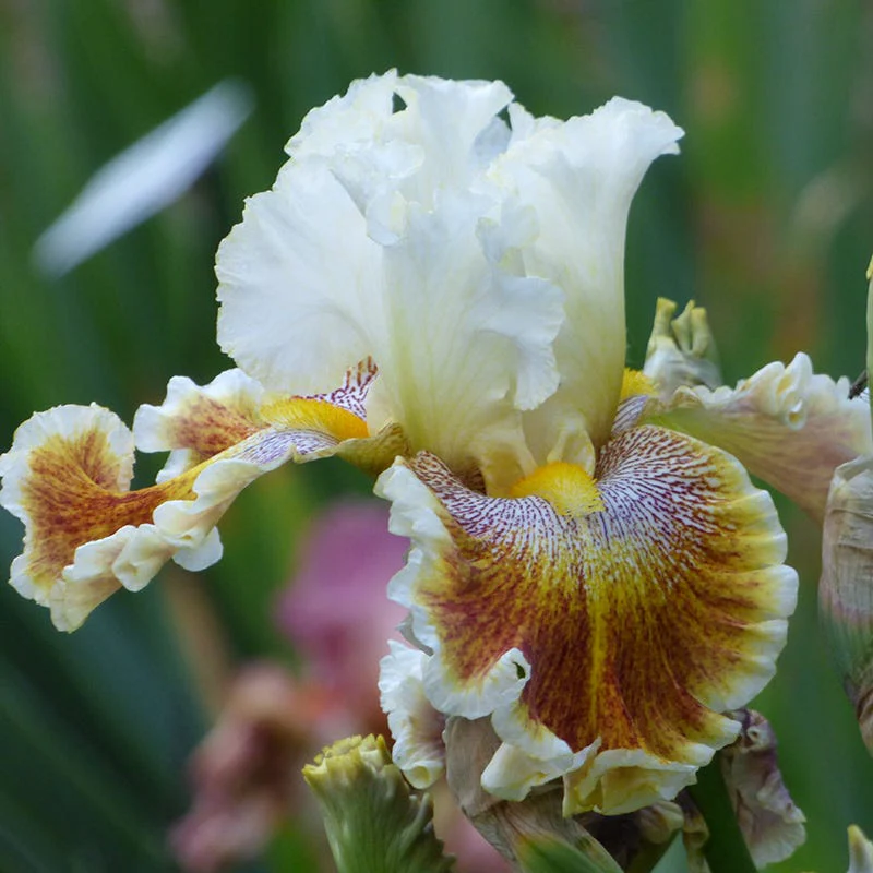 Wonders Never Cease Bearded Iris - Image 2