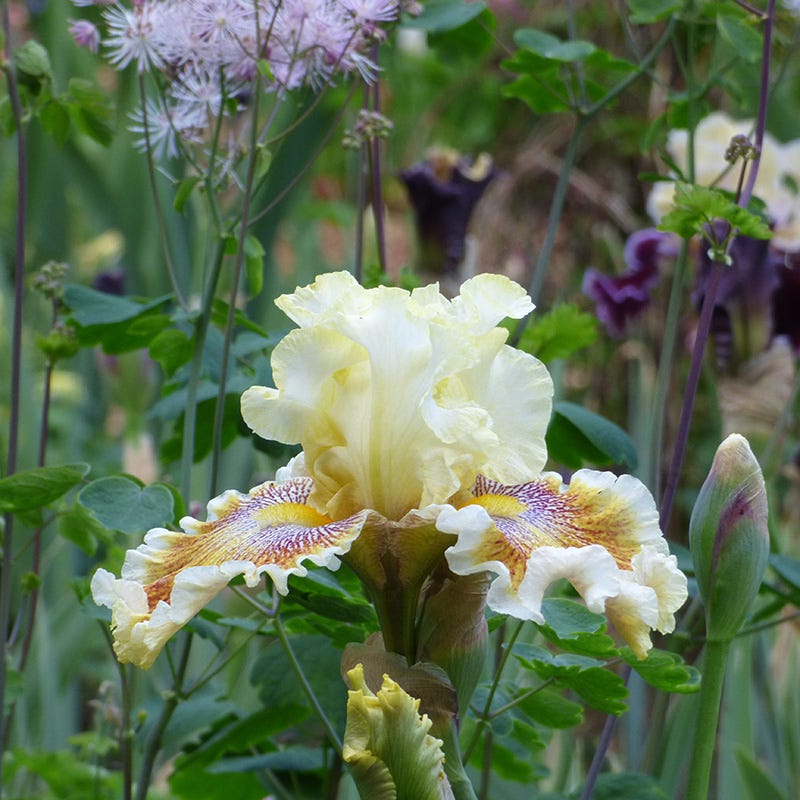 Wonders Never Cease Bearded Iris - Image 3