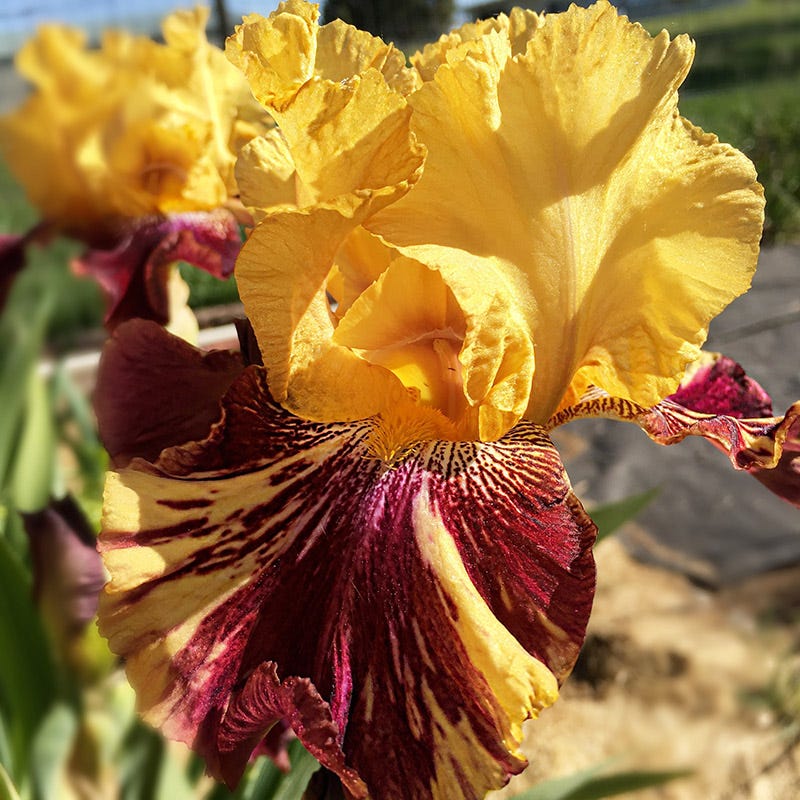 Ziggy Reblooming Bearded Iris - Image 2